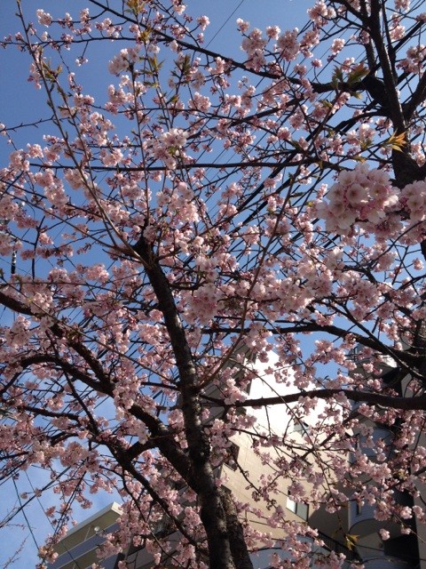 桜咲く、春ですね。